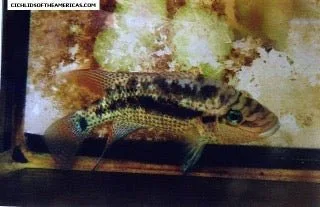 Sieve Cichlid - Image 2