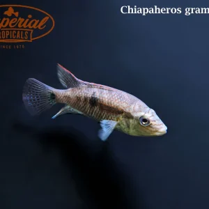 Sieve Cichlid