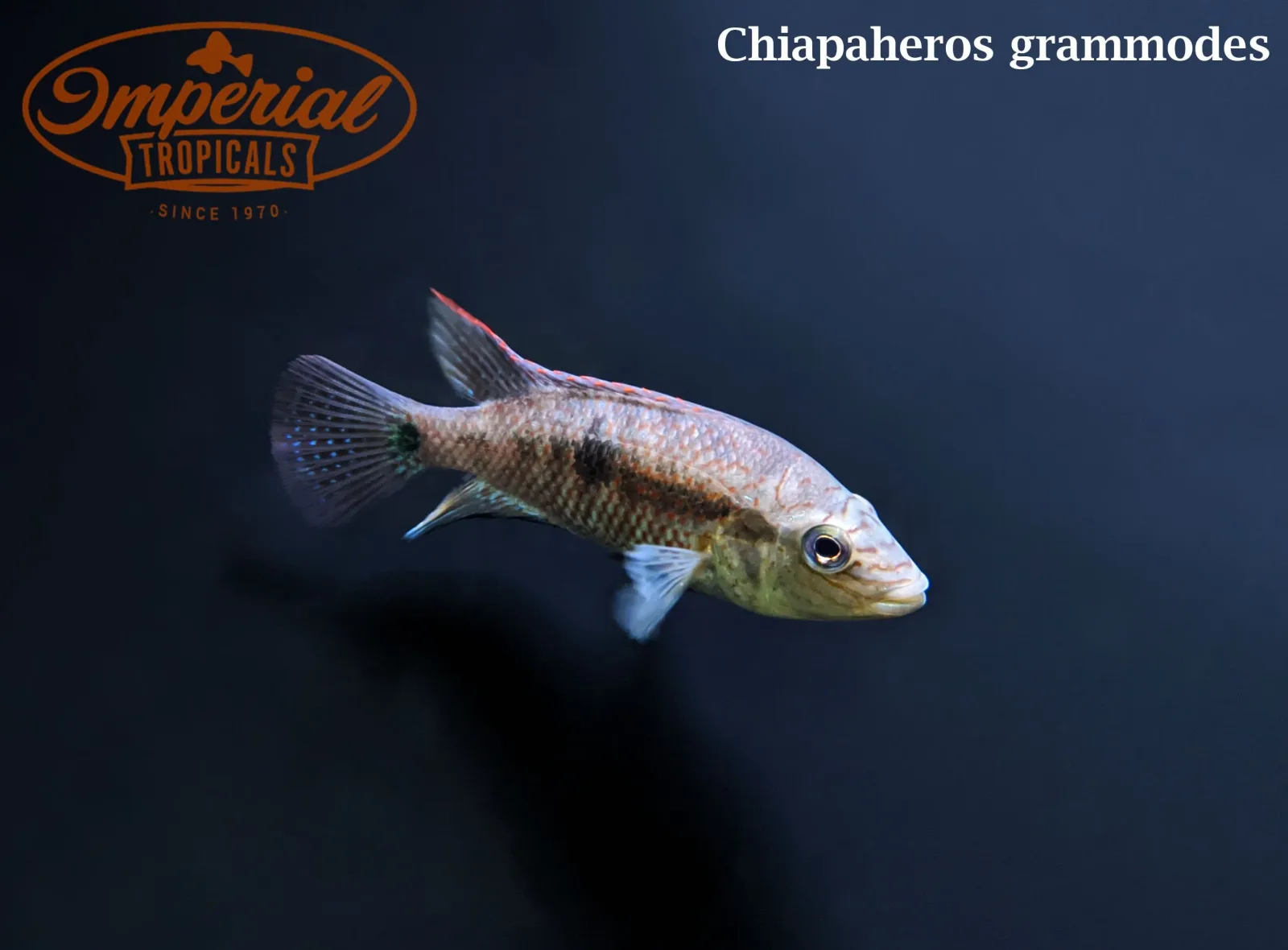 Sieve Cichlid