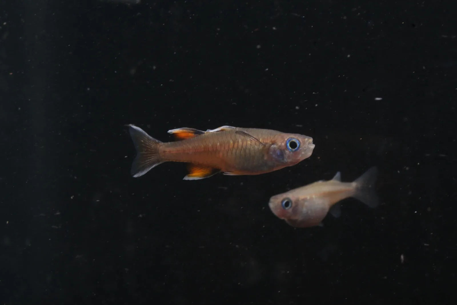 Signifer Blue-Eye - Image 2