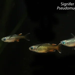Signifer Blue-Eye