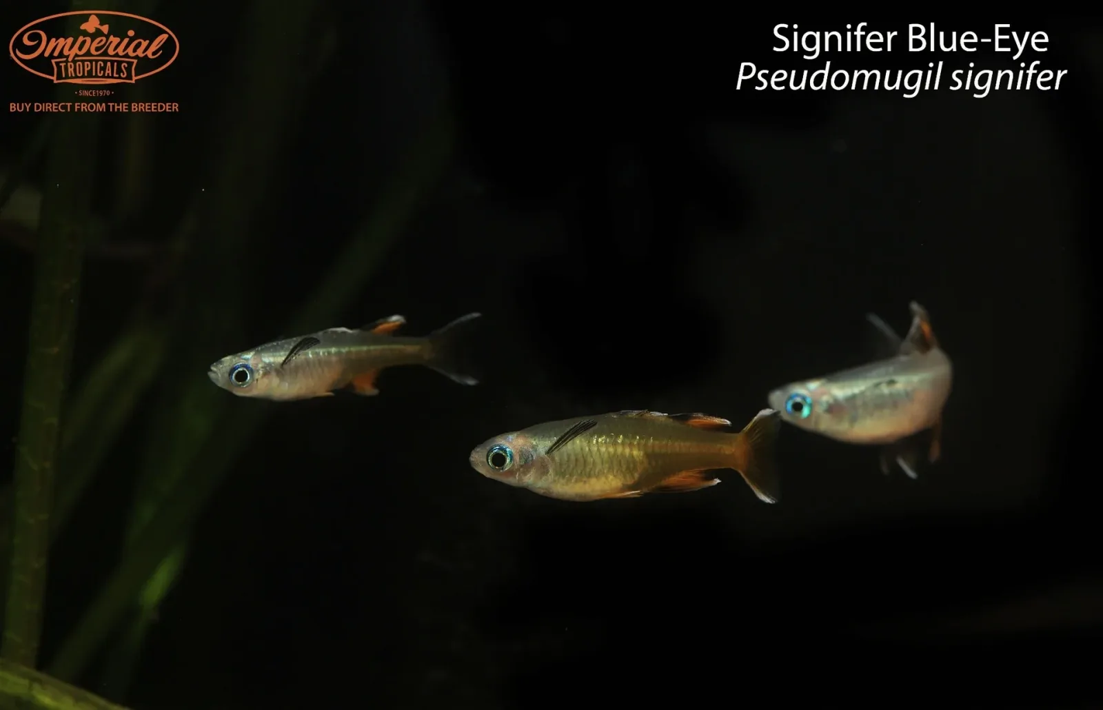 Signifer Blue-Eye