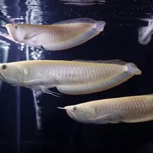 Silver Arowana For Sale