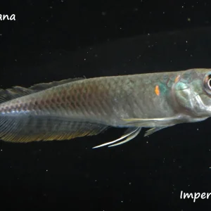 Silver Arowana (Osteoglossum bicirrhosum)