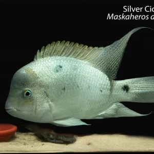 Silver Cichlid (Maskaheros argenteus)