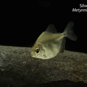 Silver Dollar (Metynnis hypsauchen)