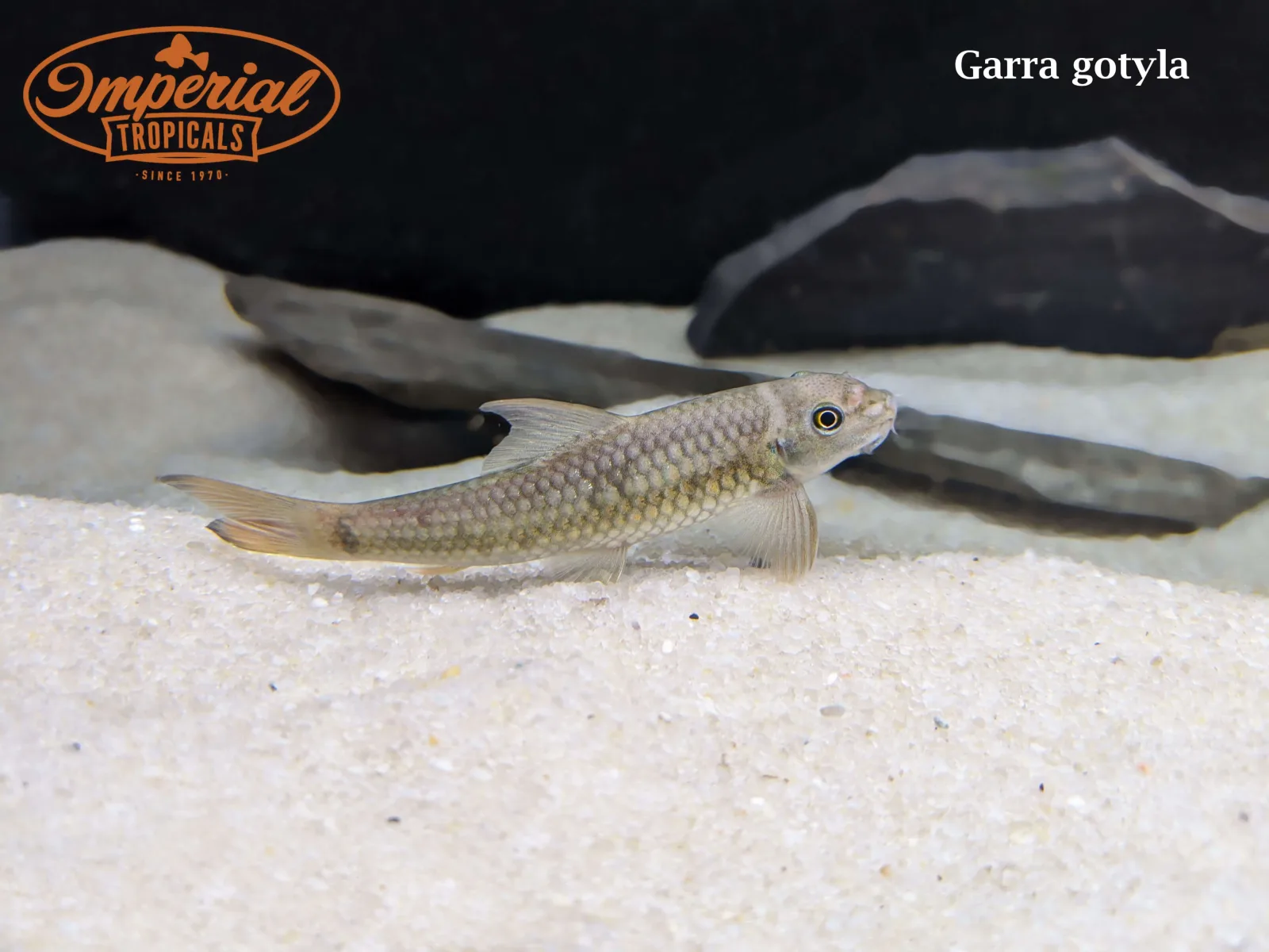 Silver Garra - Image 2