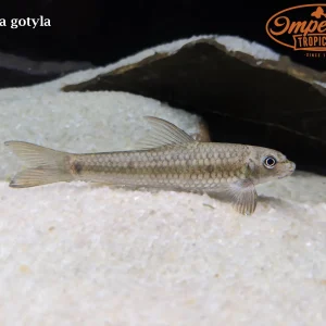 Silver Garra