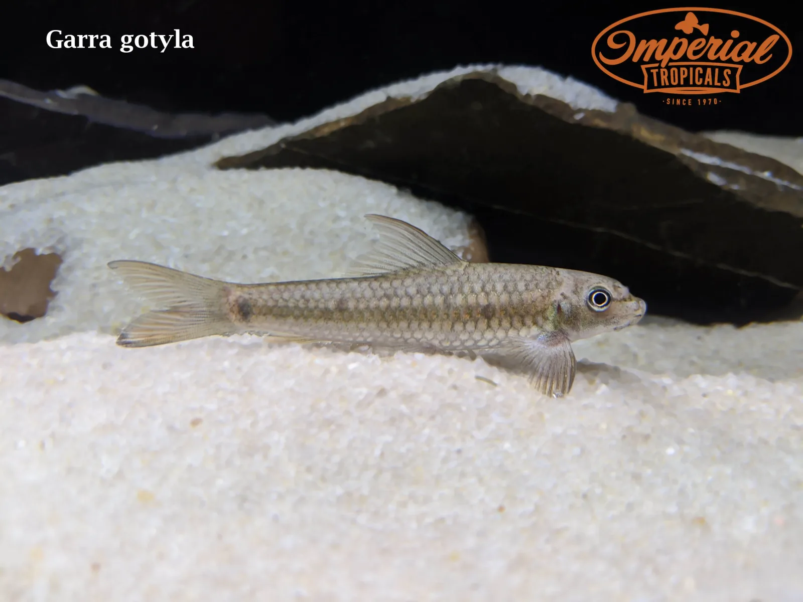 Silver Garra