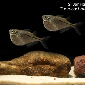 Silver Hatchetfish