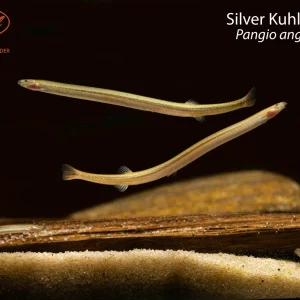 Silver Kuhli Loach
