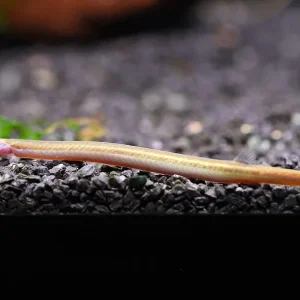 Silver Kuhli Loach (Pangio anguillaris)