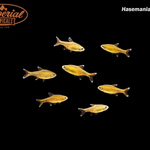 Silver Tip Tetra