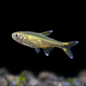 Silvertip Tetra (Hasemania nana) - Tank-Bred!