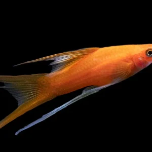 Simpson's Hi Fin Lyretail Swordtail (Xiphophorus helleri hybrid) - Tank-Bred!