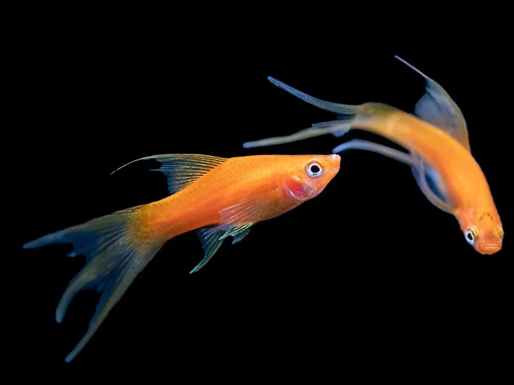 Simpson's Hi Fin Lyretail Swordtail (Xiphophorus helleri hybrid) - Tank-Bred! - Image 2