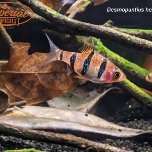 Six Banded Barb