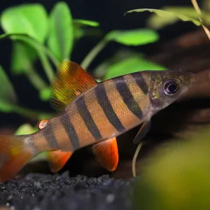 Six-Barred Distichodus (Distichodus sexfasciatus)
