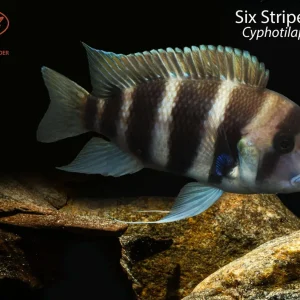 Six Stripe Frontosa (Cyphotilapia Frontosa "Burundi")