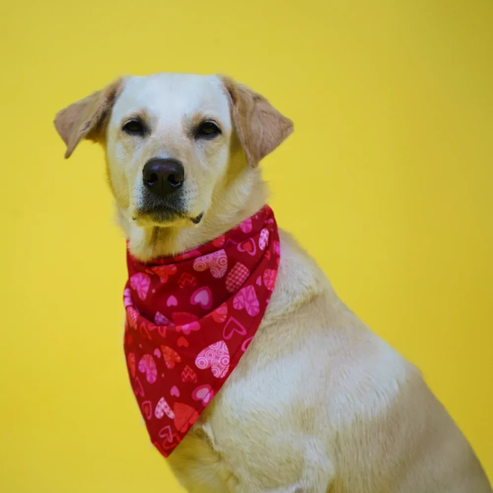 Skatrs Heart Printed Bandana for Dogs and Cats (Red)