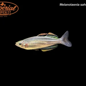 Skull Creek Rainbowfish