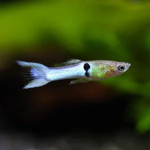Sky Blue Endler’s Livebearer (Poecilia wingei var. “Sky Blue”), Tank-Bred
