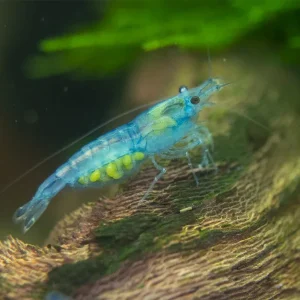Sky Blue Velvet Shrimp Breeder Combo Box