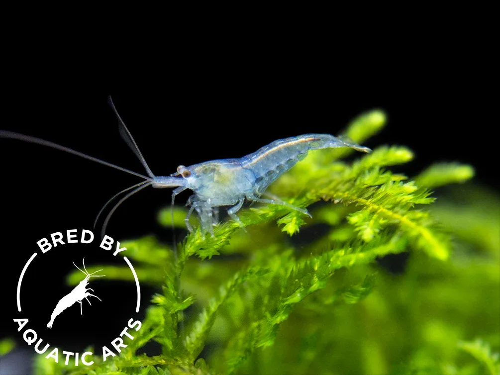 Sky Blue Velvet Shrimp (Neocaridina davidi), BREDBY: Aquatic Arts - Image 2