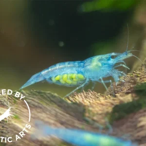 Sky Blue Velvet Shrimp (Neocaridina davidi), BREDBY: Aquatic Arts
