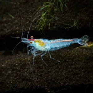 Sky Blue Velvet Shrimp (Neocaridina davidi), Tank-Bred!