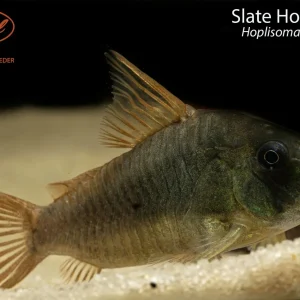 Slate Hoplisoma (Hoplisoma concolor)