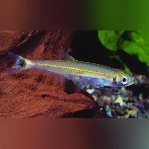 Slender Tetra