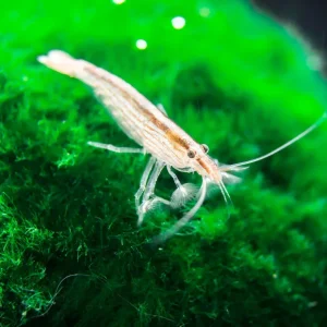 SMALL Bamboo Shrimp (Atyopsis spinipes) aka Singapore Flower Shrimp