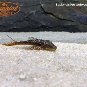 Small Spot Red Eye Pleco