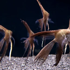 Smokey Chocolate Veil Angelfish (Pterophyllum scalare) – Tank Bred