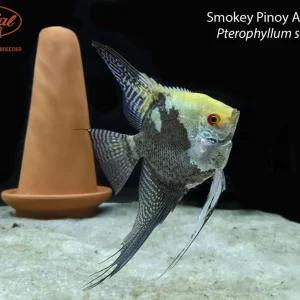 Smokey Pinoy Angelfish