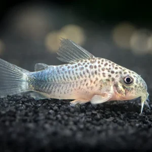 Smudge Spot AKA Violet Cory Catfish (Corydoras similis), Tank-Bred
