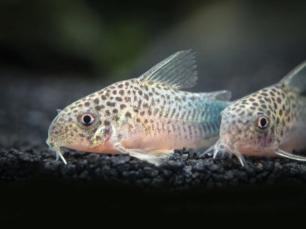 Smudge Spot AKA Violet Cory Catfish (Corydoras similis), Tank-Bred - Image 2