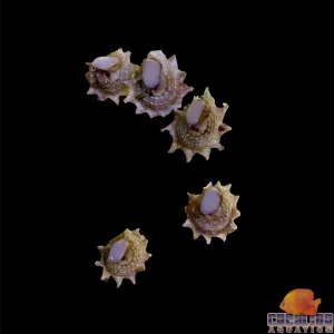 Snail - Astrea Ninja Star
