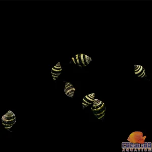 Snail - Bumblebee