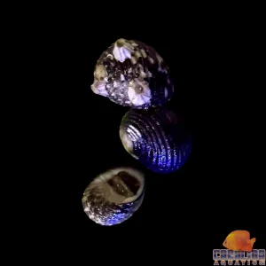 Snail - Nerite Antillean