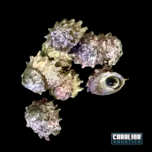 Snail - Pacific Ninja