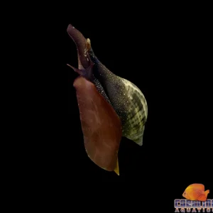Snail - Tulip