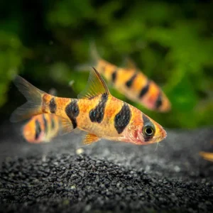 Snakeskin AKA Rhombo AKA Orange Buffalo Barb (Desmopuntius rhomboocellatus)