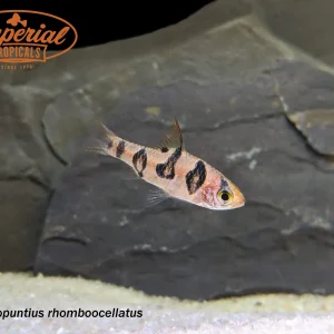 Snakeskin Barb