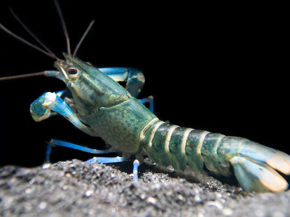 Snakeskin Blue Moon Crayfish (Cherax boesemani "Snakeskin Blue Moon") - Image 2