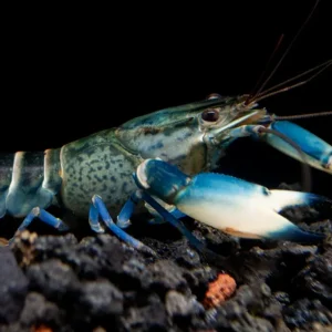 Snakeskin Blue Moon Crayfish (Cherax boesemani "Snakeskin Blue Moon")