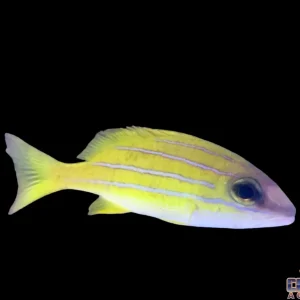 Snapper - Blue Line Md