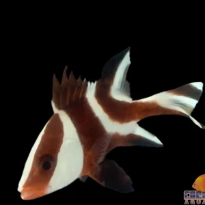 Snapper - Emperor Md