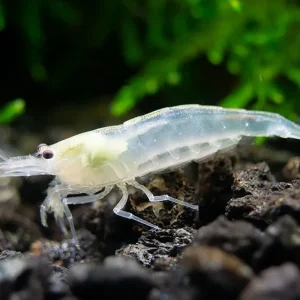 Snow Amano Shrimp (Caridina multidentata " Snow") - Tank Bred